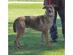 Adopt Jonah 5 years and such a great family dog! $75 a German Shepherd Dog