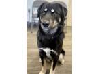 Adopt REVIN a Husky, Bernese Mountain Dog