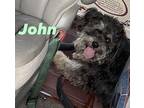 JOHN Cairn Terrier Young Male