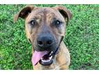 Adopt MELLIE a Brindle Plott Hound / Mixed dog in Austin, TX (31652066)