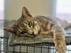 Adopt Niles a White Domestic Shorthair / Domestic Shorthair / Mixed cat in New