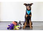 Adopt Lucky a Black - with Brown, Red, Golden, Orange or Chestnut Doberman
