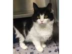 Adopt Selena a Manx / Mixed cat in Oak Ridge, TN (31648997)