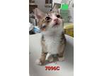 7096C American Shorthair Kitten Male