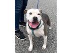 ROXIE American Staffordshire Terrier Young Female