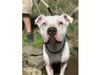 Pikea American Pit Bull Terrier Young Male