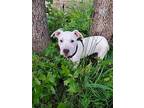 Hanley American Staffordshire Terrier Young Female