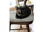 Adopt Josie Joy a Domestic Shorthair / Mixed (short coat) cat in Newnan