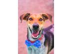 Adopt Laoro a Great Dane / Cattle Dog / Mixed dog in San Diego, CA (31716153)