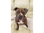 Bandit Staffordshire Bull Terrier Adult Male