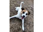 Adopt Ryder a White - with Brown or Chocolate Feist / Hound (Unknown Type) /