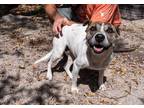 Adopt Machas a Catahoula Leopard Dog / American Staffordshire Terrier / Mixed