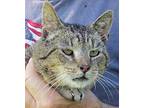 Adopt Whiskers a Brown Tabby Bengal (short coat) cat in Frederick, MD (31720292)