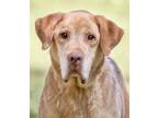 Adopt Ryder a Golden Retriever, Labrador Retriever