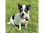 Miss Daisy (BRG) Chihuahua Adult Female