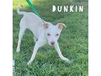 Dunkin Jack Russell Terrier Young Male
