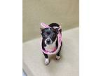 Nay Nay and Max Chihuahua Adult Female
