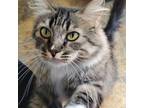 Adopt Ellie (HM) a Brown Tabby Maine Coon / Mixed (long coat) cat in Napa