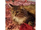 Ellie Heather, Maine Coon For Adoption In Napa, California