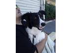 Sally Border Collie Young Female
