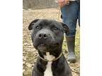 Monty American Pit Bull Terrier Young Male