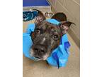 2106-1582 Amill, Pit Bull Terrier For Adoption In Virginia Beach, Virginia