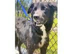 Tequila Border Collie Adult Female