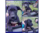 Hilton Labrador Retriever Puppy Male