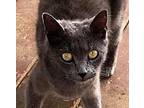 Emily Russian Blue Young Female