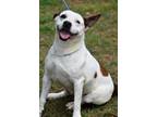 Adopt Daisy a Labrador Retriever, American Staffordshire Terrier