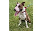 Adopt Biggie a Brindle - with White Bull Terrier / Mixed dog in Wethersfield