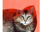 Whiskery Maine Coon Adult Male