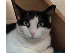 Adopt Tinsley a Black & White or Tuxedo Domestic Shorthair (short coat) cat in