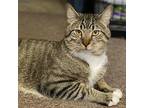 Max Cat Domestic Shorthair Young Male