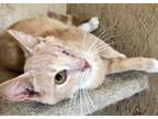 Adopt Chance a Tan or Fawn Domestic Shorthair / Domestic Shorthair / Mixed cat