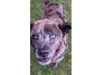 Adopt Pat - bonded pair with Jack a Brindle Australian Shepherd / Mixed dog in