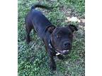 Licorice American Pit Bull Terrier Puppy Male