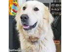 Adopt April in CT - Loyal Gentle Soul a Great Pyrenees