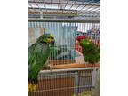 Adopt Bubba and Red a Amazon