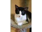 Tippy, Domestic Shorthair For Adoption In Hollister, California