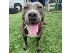 Sukki, Pit Bull Terrier For Adoption In Dallas, Texas