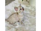 Blue Eyed snow Bengal kitten For Rehoming