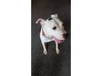 Adopt Loosa a American Staffordshire Terrier, Border Collie