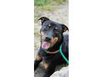Adopt PEPPE a Black - with Brown, Red, Golden, Orange or Chestnut Rottweiler /