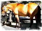 AQHAFQHA Quarter Horse Stallion