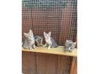 Bengal cross kittens available to go to their new homes