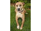 MOLLY Black Mouth Cur Young Female