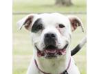 Adopt Petey a White - with Black Pit Bull Terrier / Mixed dog in Troy