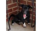 Adopt HONOR INDEPENDENCE a Black - with White Border Collie / Jack Russell