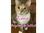 Adopt Fiona: Bobtail-Polydactyl (FCID# 07/05/2021 - 89) a American Bobtail